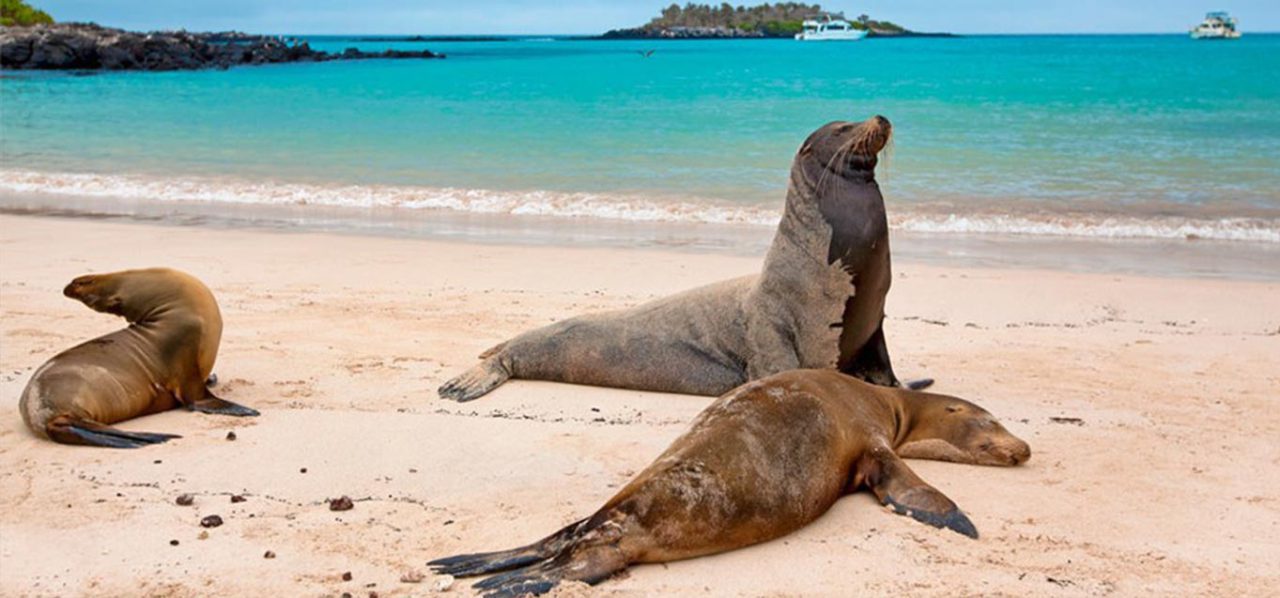 Galapagos - Montemar - The Giant Tortoise and Santa Cruz Island