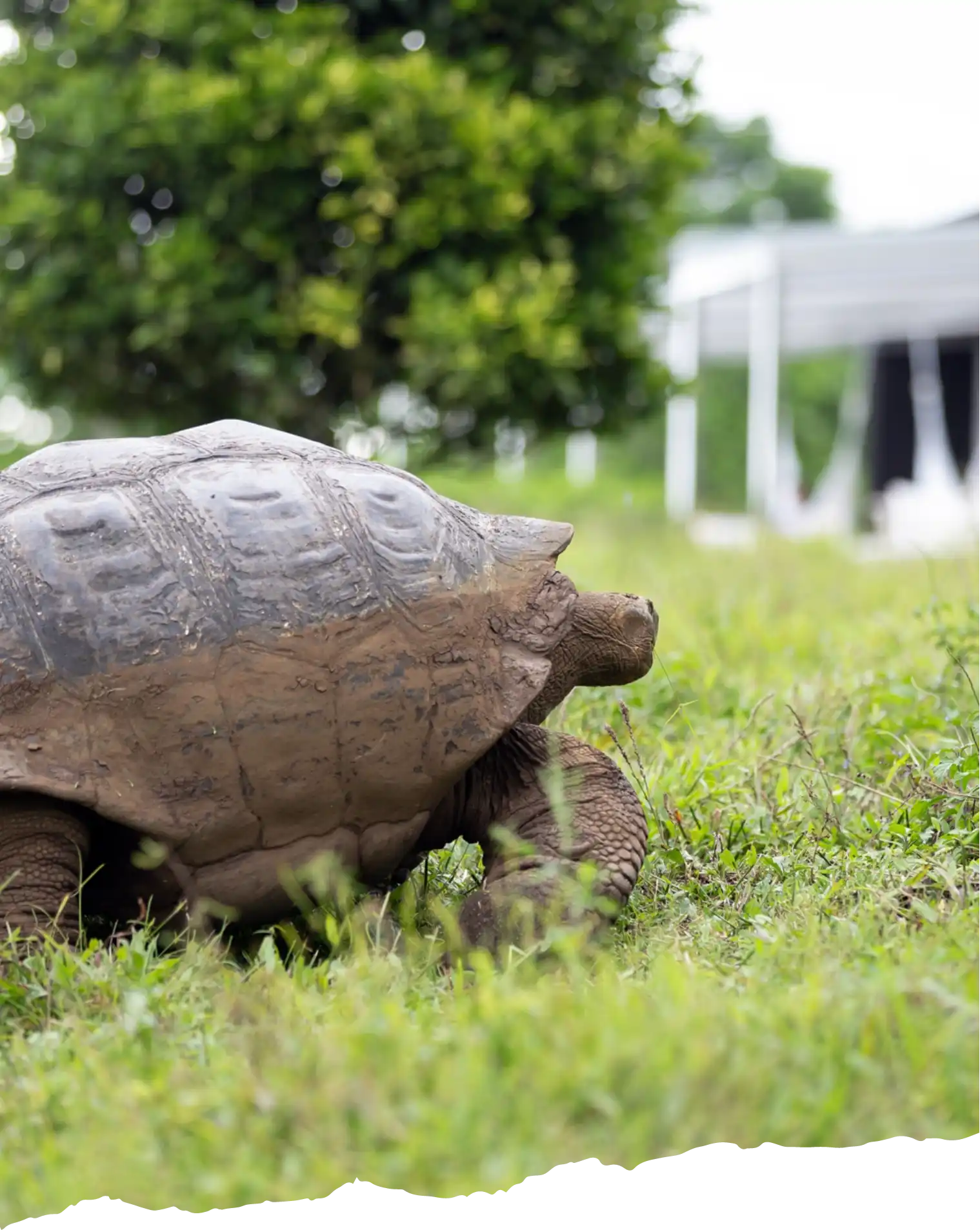Tortuga gigante caminando en campo
