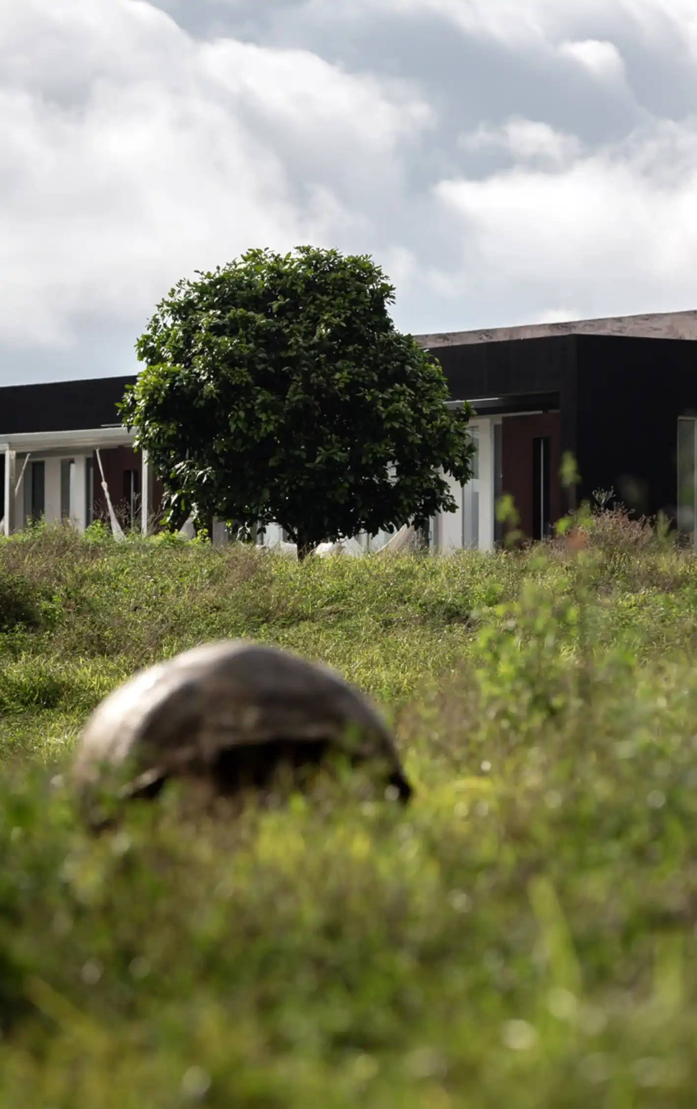 Casa con árbol grande y tortuga