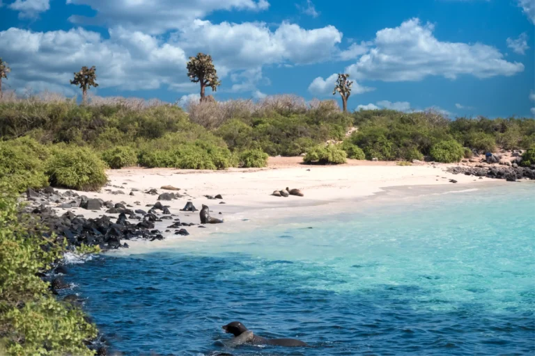 Playa de arena blanca y vegetación