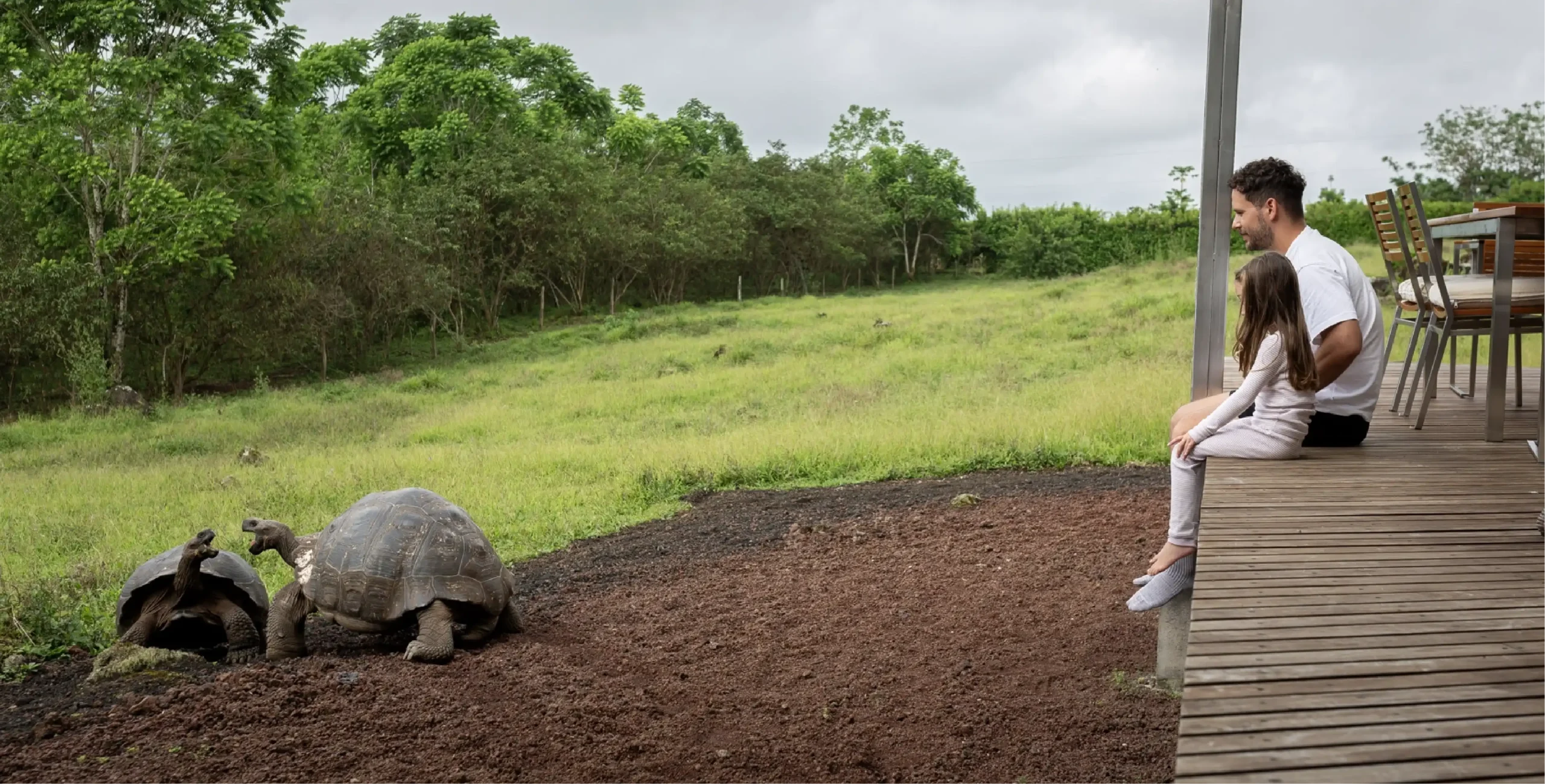 Tortuga en campo abierto