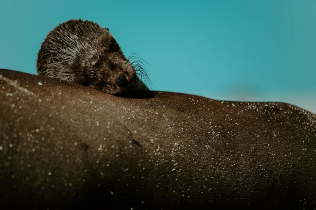 Lobo marino dormido sobre su mama