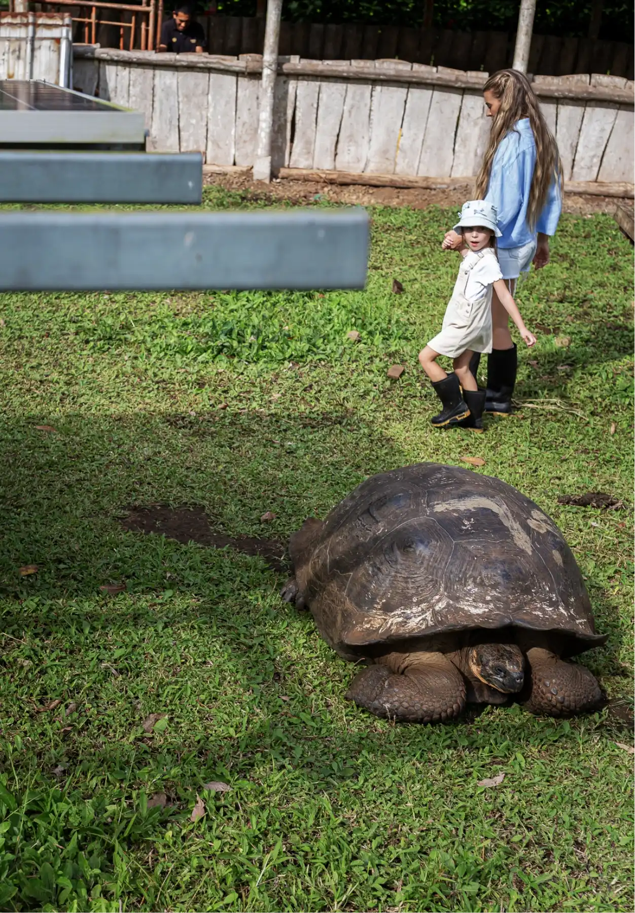 Galapagos Tortoise Experience