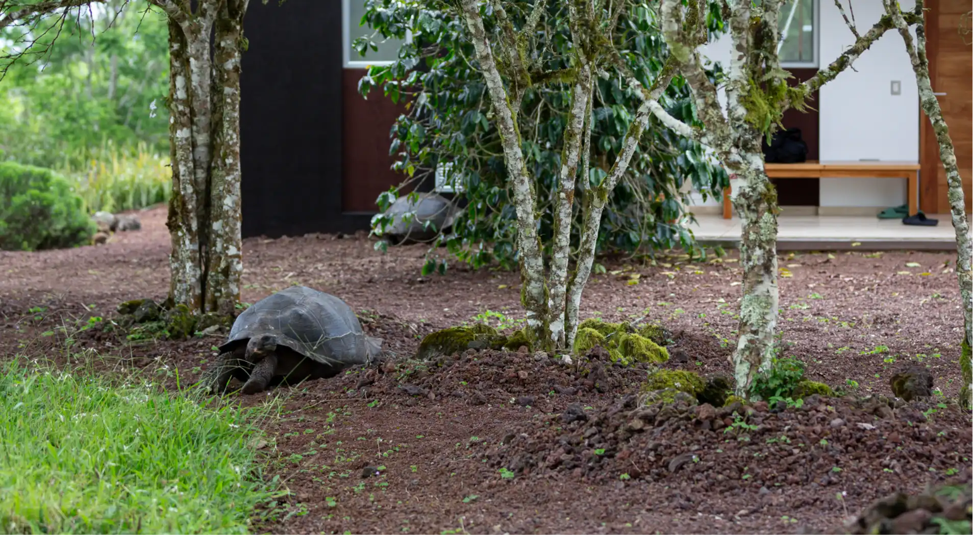 Tortuga caminando bajo árbol