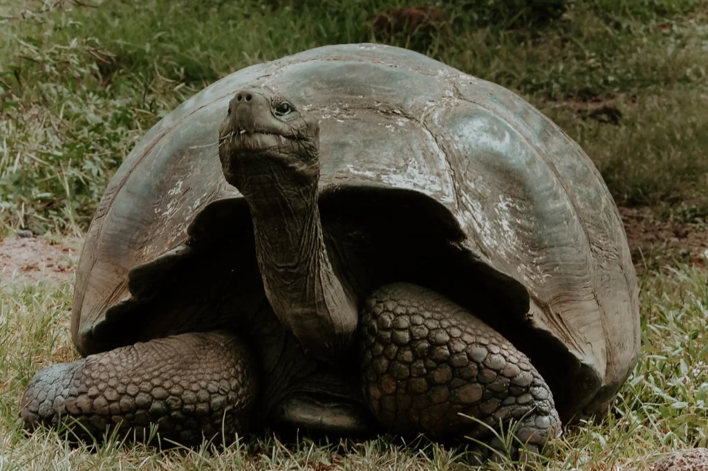 Tortuga gigante de perfil