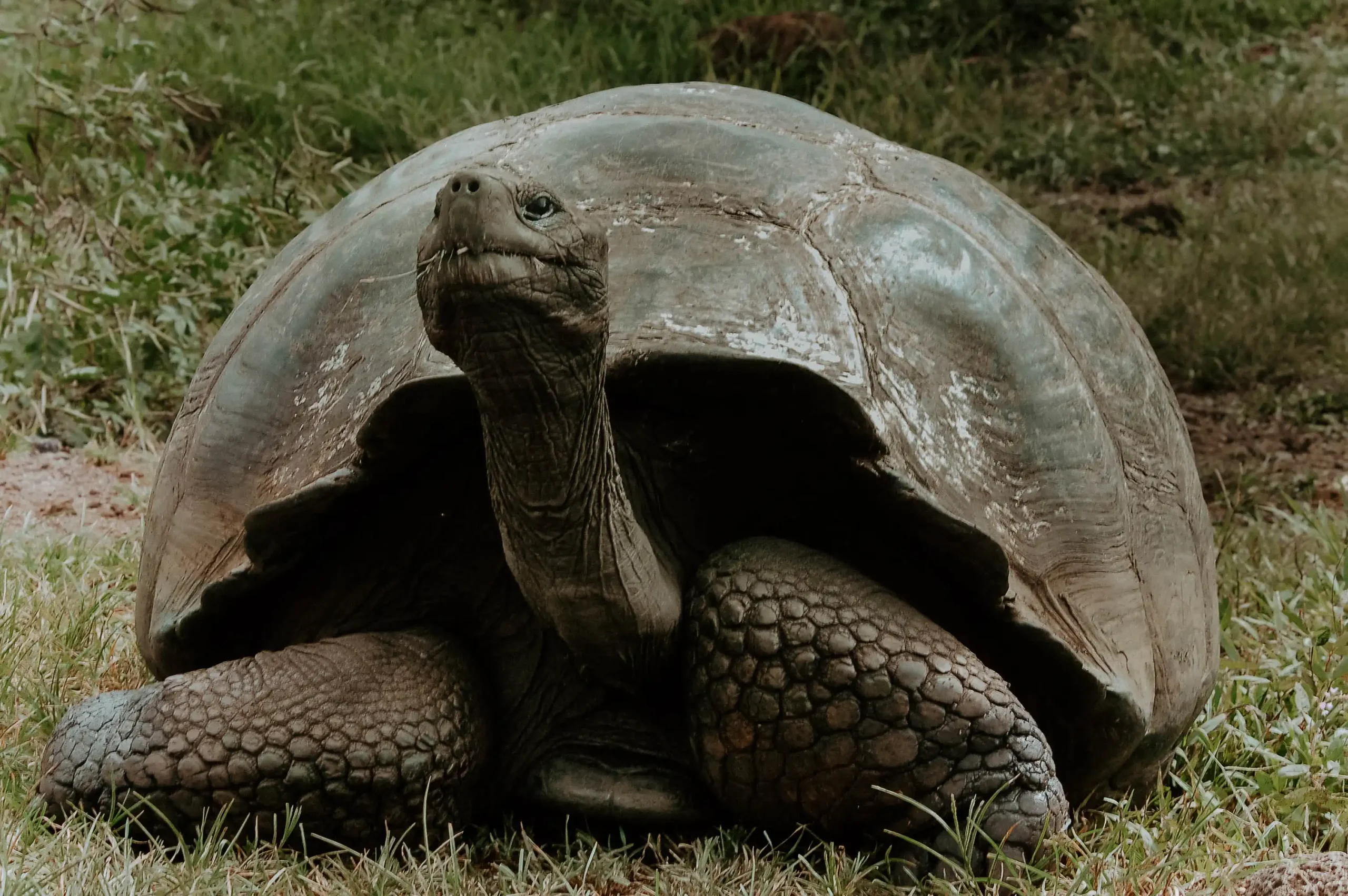 Tortuga gigante de perfil