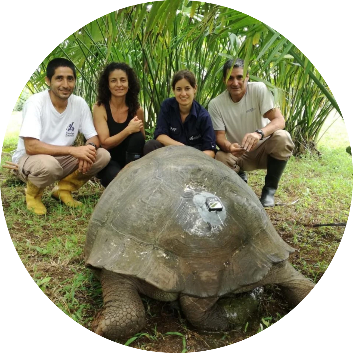 Galapagos Tortoise