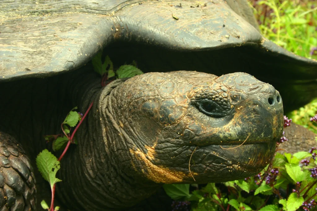 A Galapagos giant tortoise in its habitat