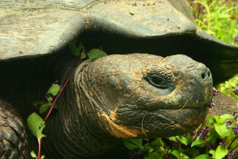 A Galapagos giant tortoise in its habitat
