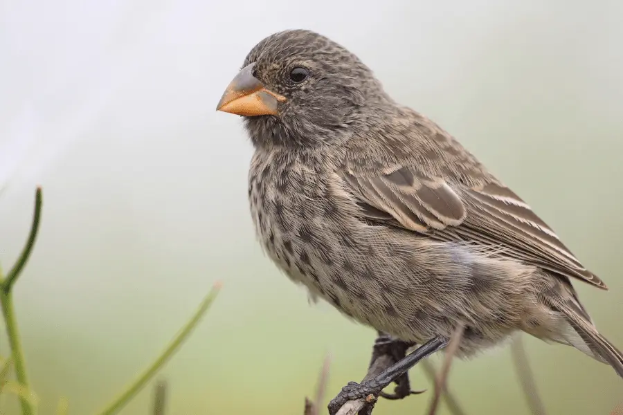an specimen of Galapagos Darwin's Finches
