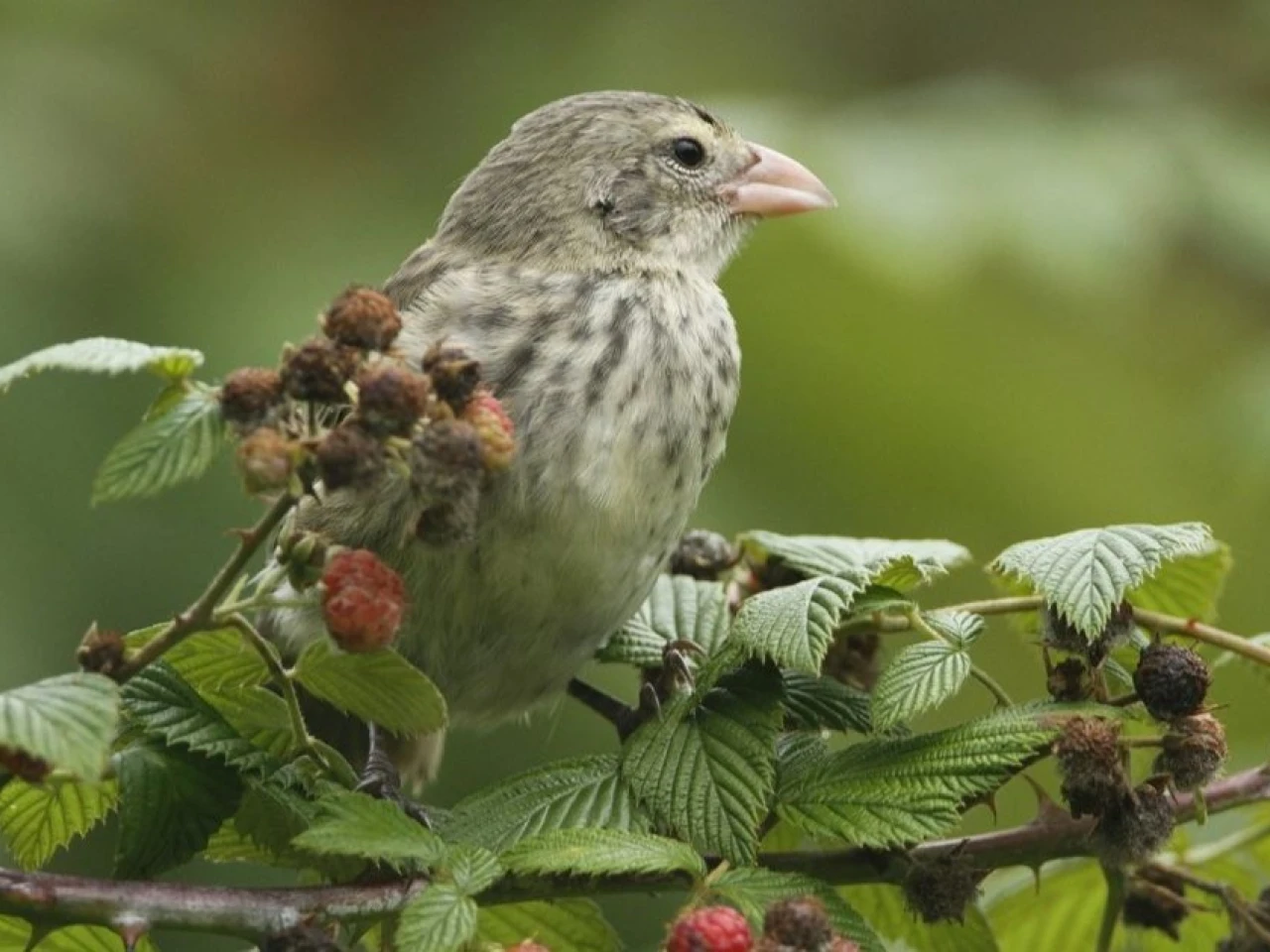 Darwin's Pinch Gálapagos Origin