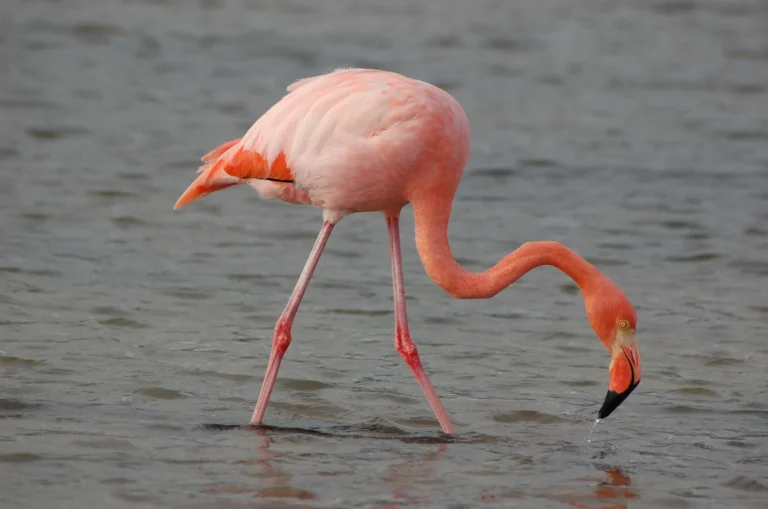birdwatching in Galapagos