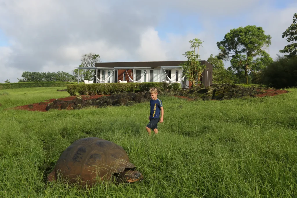 Giant tortoise grazing on the grounds of Montemar Galápagos villas